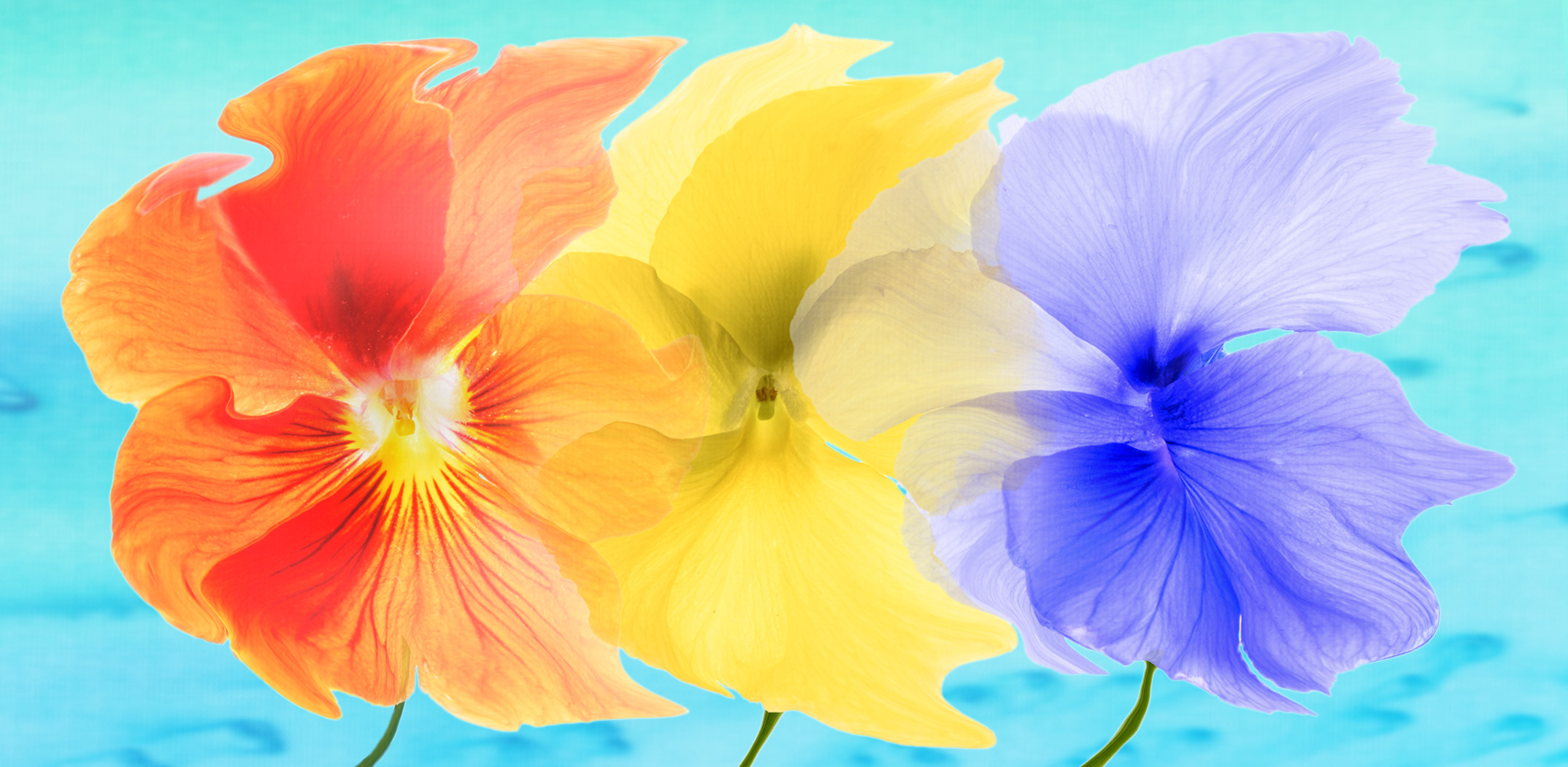 1st PrizeCreative Artistry In Class 3 By Sue Guy For Pansy Dance APR-2026.jpg